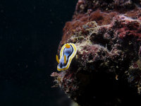 Coral Garden [ 4 images ]